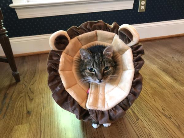 /Images/uploads/Carolina Tiger Rescue/PetTabbies/entries/15113thumb.jpg